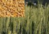 हरियाणा प्रदेश में गेहूं की फसल में पीला रतुआ नामक बीमारी की आशंका