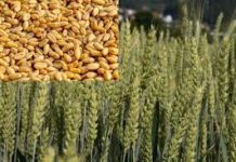 हरियाणा प्रदेश में गेहूं की फसल में पीला रतुआ नामक बीमारी की आशंका