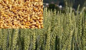 हरियाणा प्रदेश में गेहूं की फसल में पीला रतुआ नामक बीमारी की आशंका